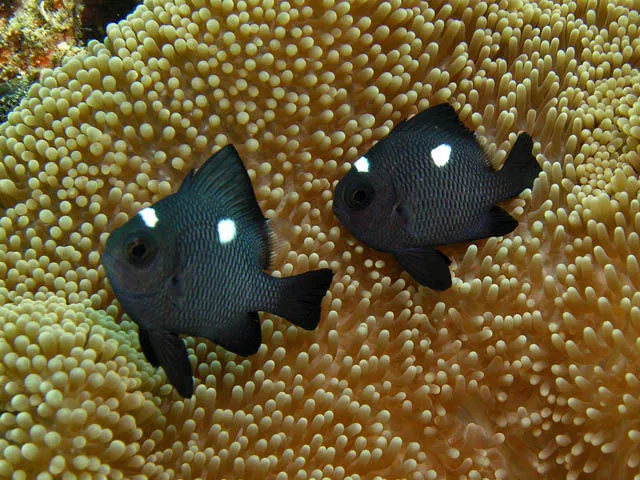 Domino Damsel (Dascyllus trimaculatus)